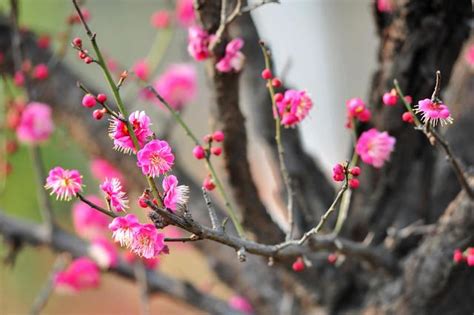 紅梅花樹|松紅梅 